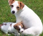 Find Your Perfect Jack Russell Terrier for Sale in Georgia
