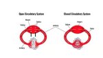 Understanding the Efficiency of Circulatory Systems: Open vs Closed