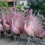 Unveiling the Mystique of the Birds of Death